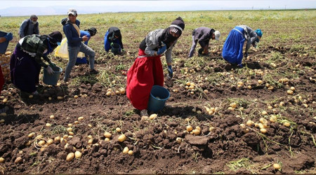 Hasada rağmen patatesin fiyatı düşmüyor