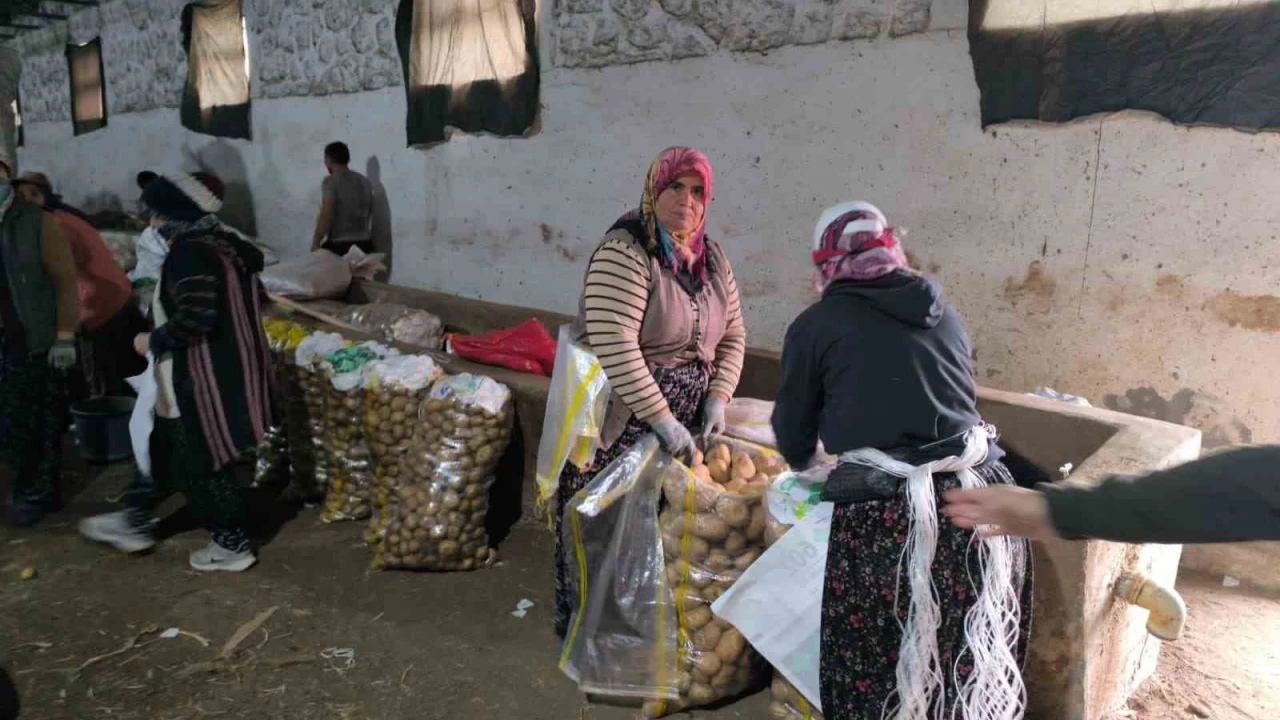 Hasad biten patateste depolama sreci balad