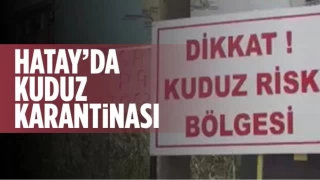 Hatay'n 4 mahallesinde kuduz karantinas