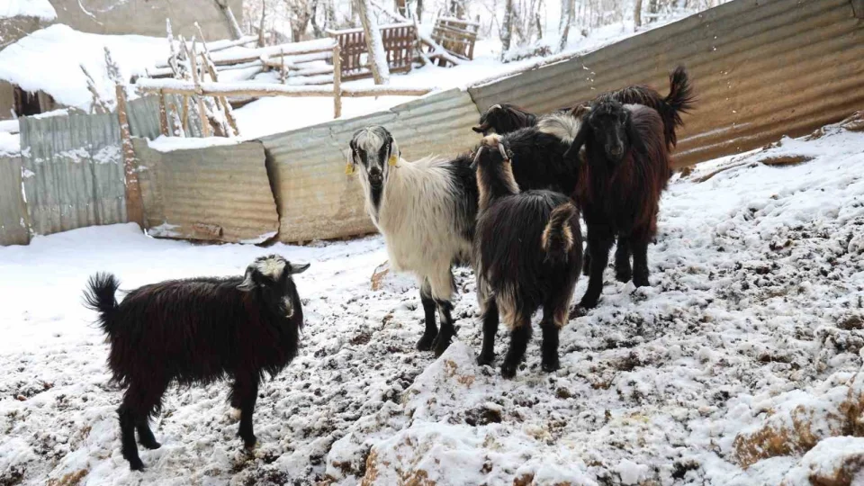 Hayvan üreticilerinin kurtlarla başı dertte