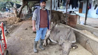 Hayvanlar sele kaplan Akta: 'Adam boyu sel geldi'