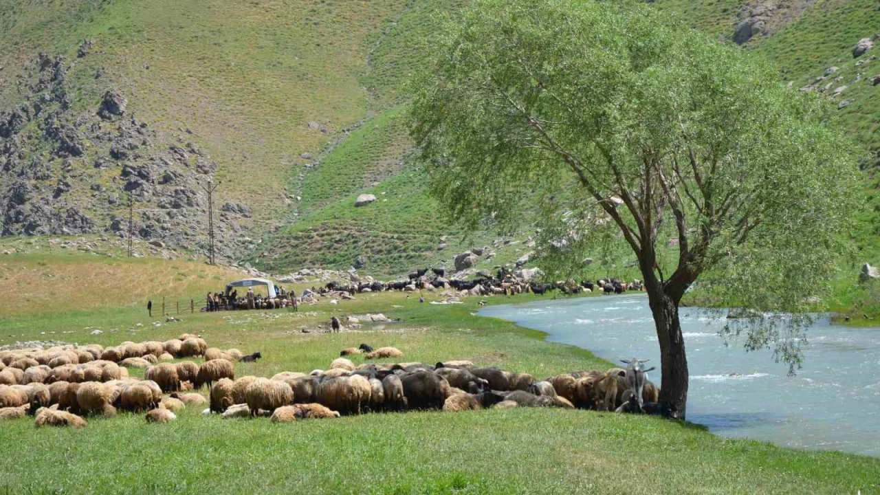 İdil'de "şap hastalığı" tespit edildi