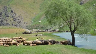 İdil'de "şap hastalığı" tespit edildi