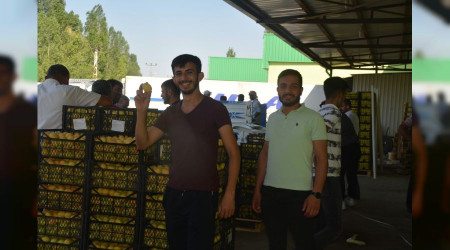 Iğdır'ın "sarı altın"ı kapış kapış gidiyor
