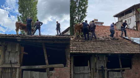 İnek çatıya çıkarsa