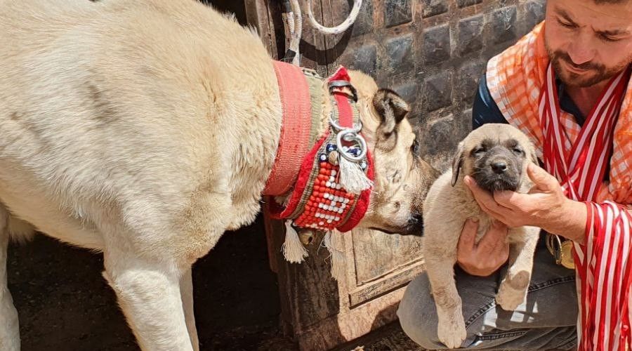 Irk bozulmasn diye '60 yldr kelez Aslan' besliyorlar