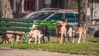 stanbul Valiliinden sahipsiz kpeklerin toplatlmas karar 