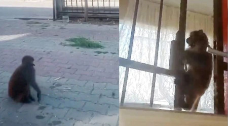 İstanbul'da maymun dehşeti