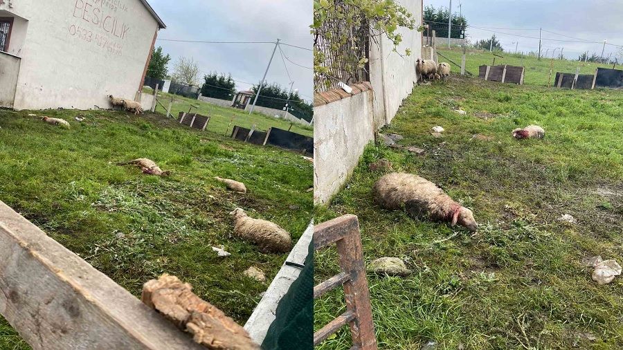 �stanbul'da sokak k�pekleri 14 kurbanl��� telef etti