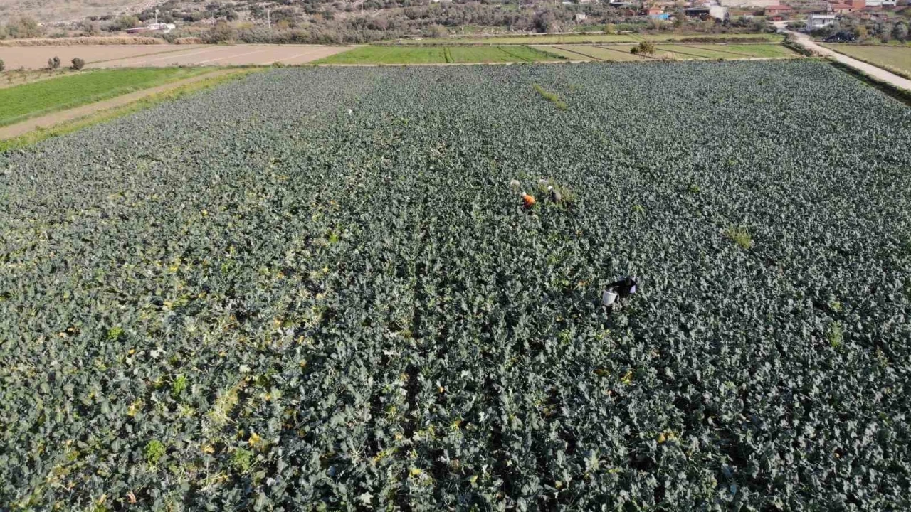 �zmir'de 'ye�il alt�n' hasad� ba�lad�