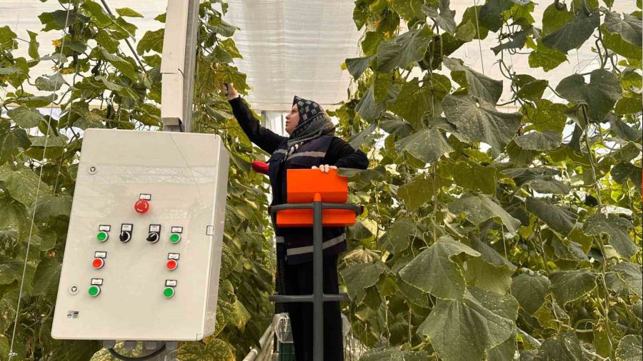 Jeotermal serada 'topraks�z tar�m' ba�lad�: Yaz k�� �retim olacak