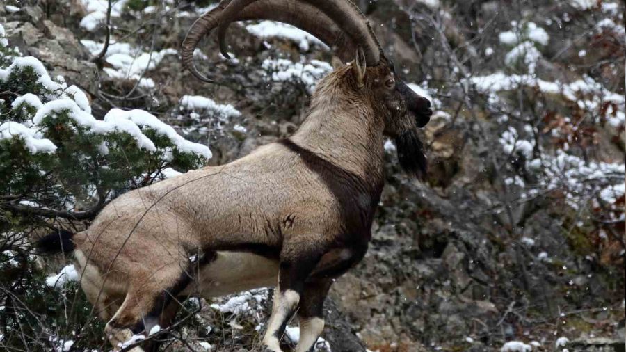 Ka�ak da� ke�isi avlayan avc�ya ceza