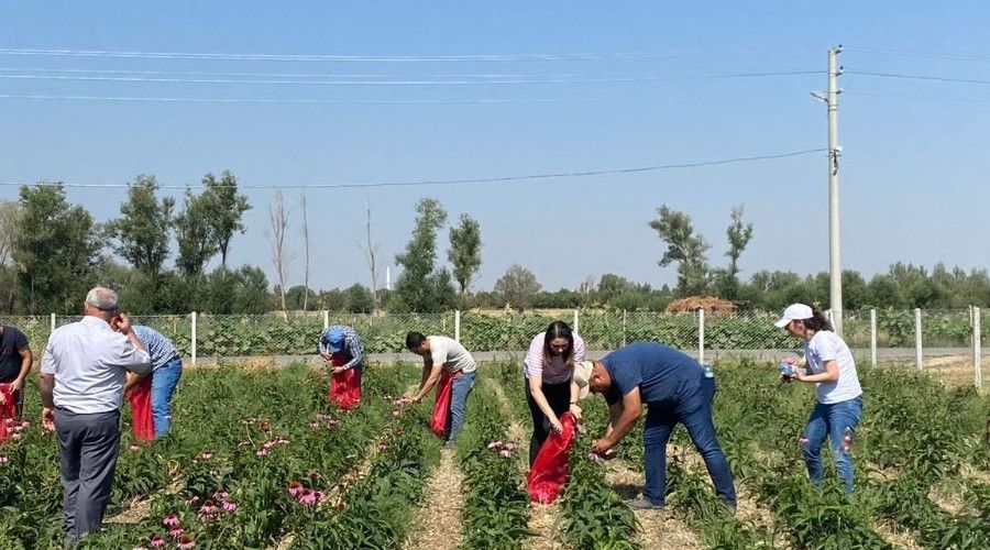 Kadınların ekimini yaptığı ekinezya da hasat başladı