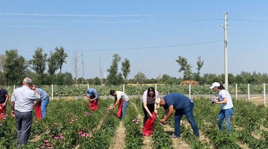 Kadnlarn ekimini yapt ekinezya da hasat balad