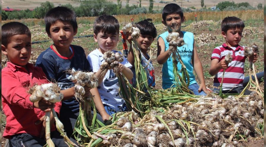 Kahramanmaraş'ın Koçovası Sarımsağı tescillendi