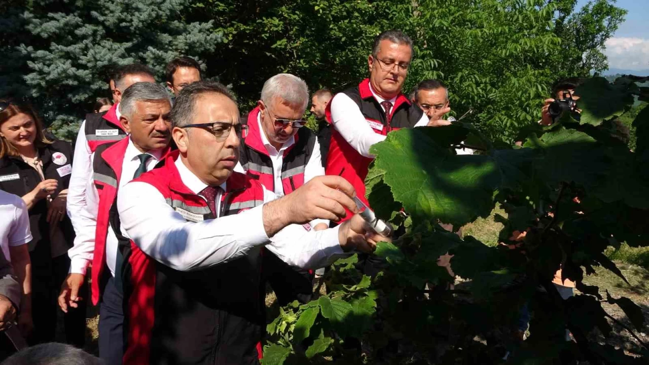 Kahverengi kokarcaya karşı 1 milyon samuray arısı salınacak