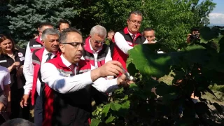 Kahverengi kokarcaya kar 1 milyon samuray ars salnacak