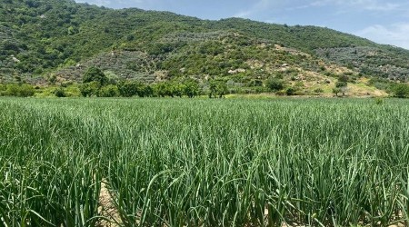 Kapıdağ mor soğanında zarar yok