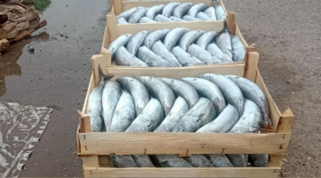Karadeniz'de balık bolluğu yaşanıyor