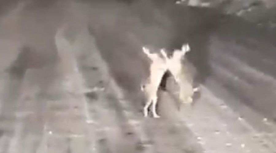 Karla kapl� yolda tav�anlar�n kavgas�