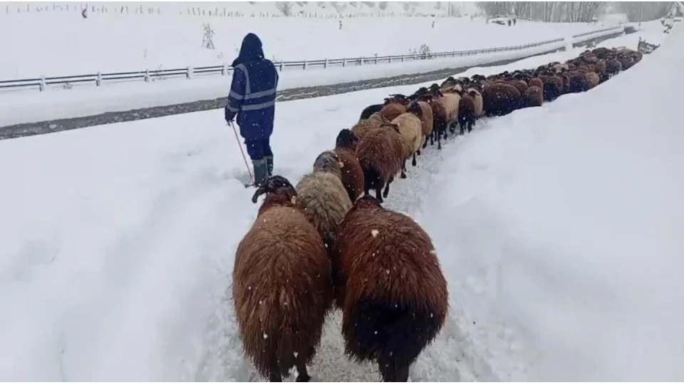 Karl�ova'da besicilerin zorlu k�� mesaisi