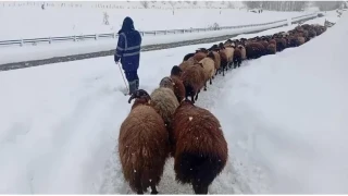 Karl�ova'da besicilerin zorlu k�� mesaisi