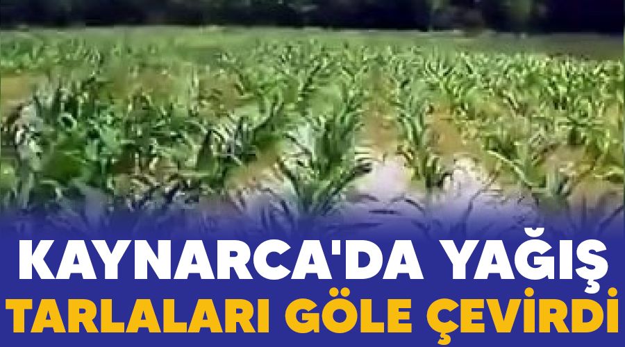 Kaynarca'da ya��� tarlalar� g�le �evirdi