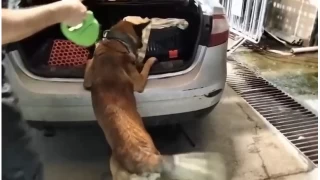 Kedi tama antasnda 2 kilo uyuturucu ele geirildi
