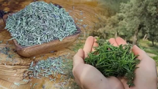 Kekik: Doğanın mucizevi armağanı