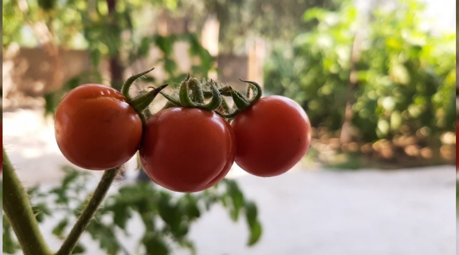 Kekik ve nane aromalı domates yetiştirdi