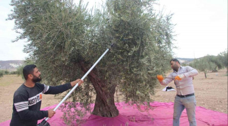 Kilis'te zeytinde erken hasat dönemi