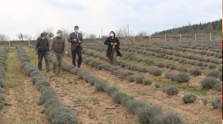 K�rklareli'nde lavanta tarlalar� ve ba�lar incelendi