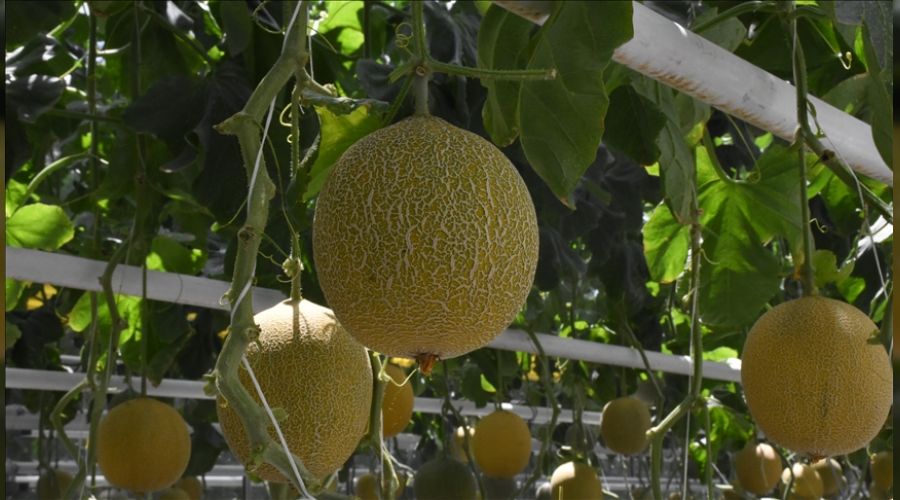 Kırşehir'de jeotermal serada kavun üretildi
