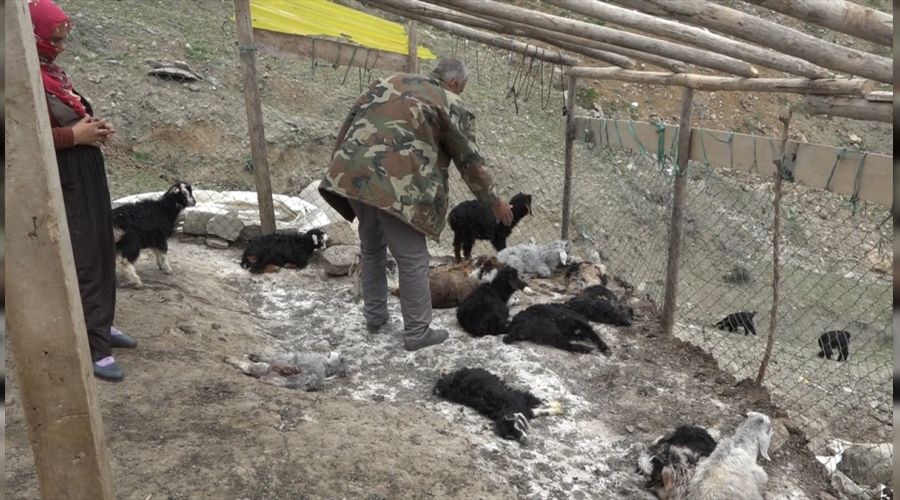 Köpeklerin saldırdığı 20 keçi telef oldu