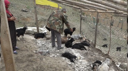 Köpeklerin saldırdığı 20 keçi telef oldu