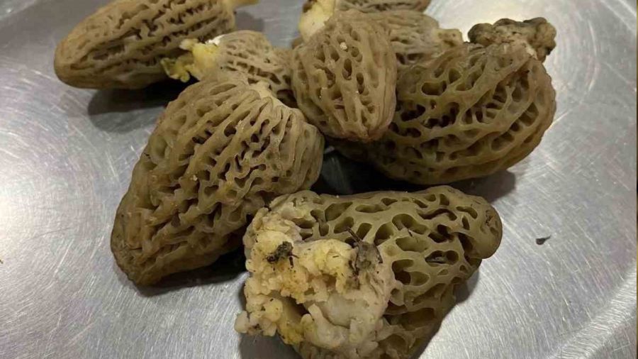 Köylülerin geçim kaynağı, kilogramı 500 liraya satılıyor