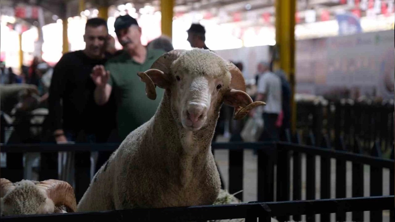 K���kba� Hayvanc�l�k Festivali'ne az bir s�re kald�