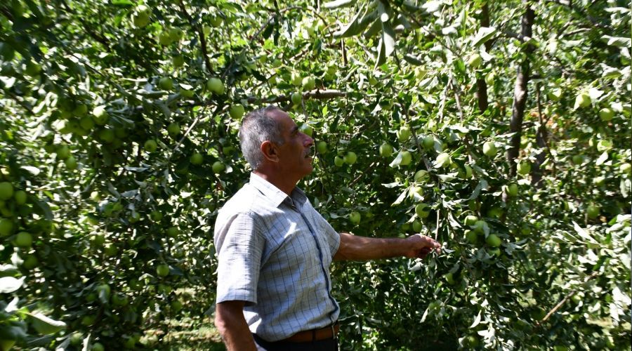 Kuraklığın uğramadığı köyde tonlarca elma yetişti
