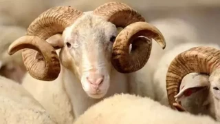 Kurban Bayram ne zaman, bayram tatili 9 gn olacak m?