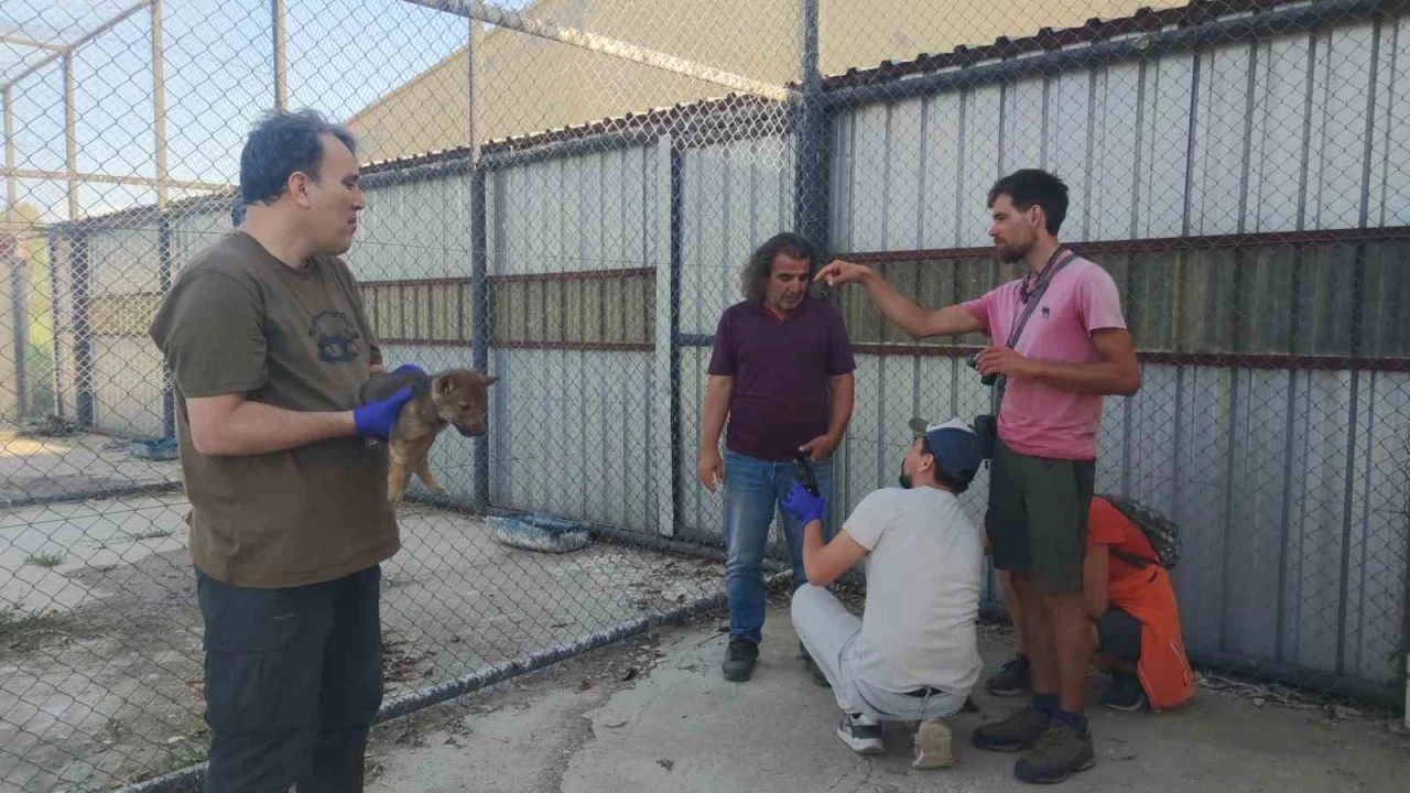 Kurtlar ve köpeklerin akrabalığı araştırılıyor