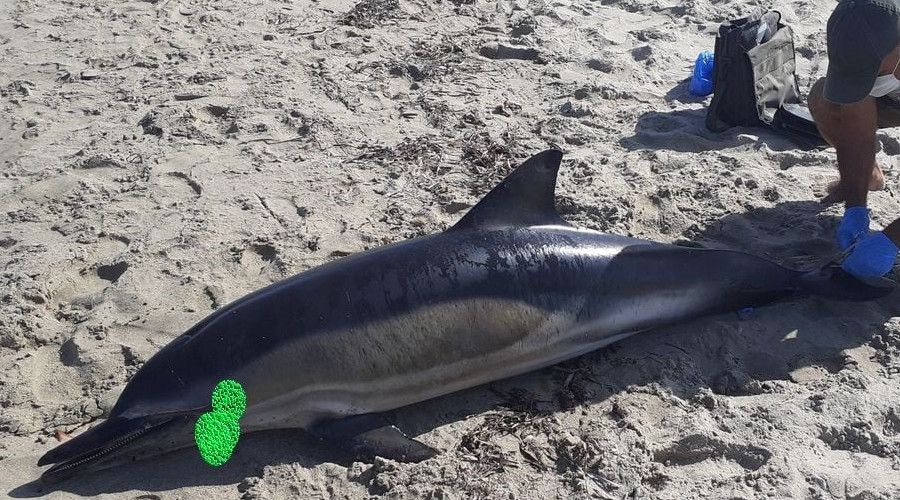 Ku�adas�'nda sahile �l� yunus vurdu