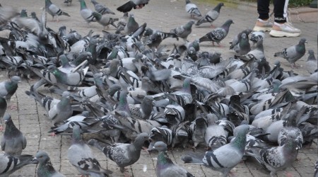 Kuşlar yemlerinden, satıcılar ekmeğinden oldu