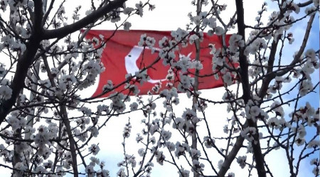 Kütahya'da badem ağaçları çiçek açtı