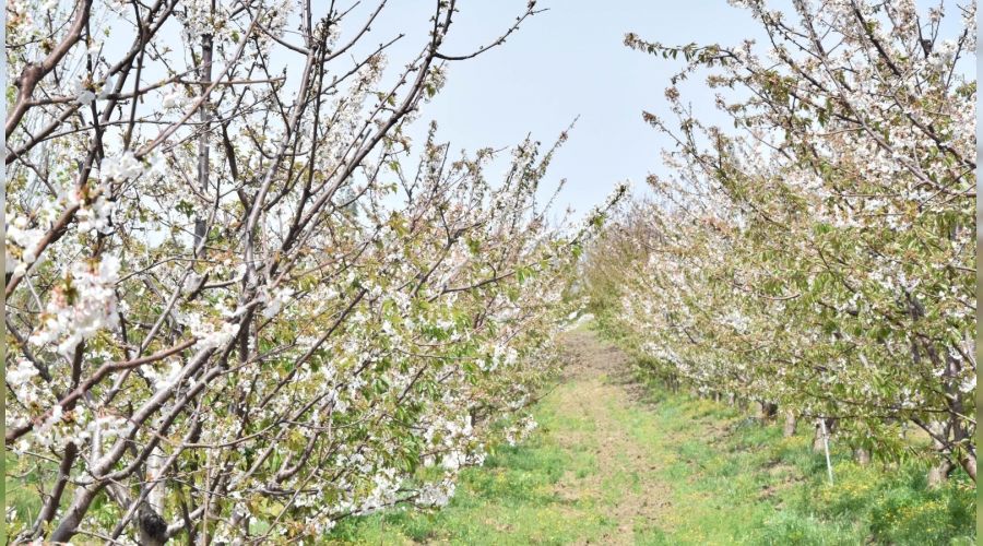 Lapseki Kirazı yüzleri güldürdü