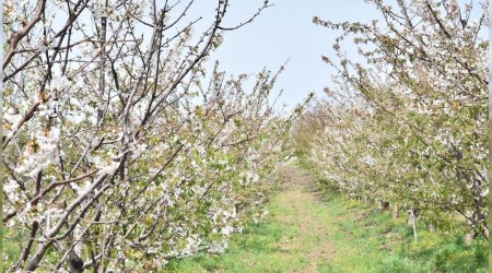 Lapseki Kirazı yüzleri güldürdü