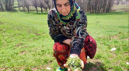 'Madımak kanseri önlüyor'