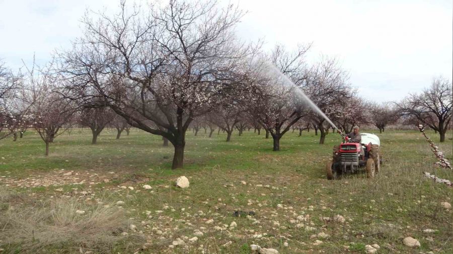 Malatya'da kay�s� �reticileri yeni sezona haz�rlan�yor