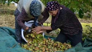 Manisa Demirci'de ceviz hasadna baland