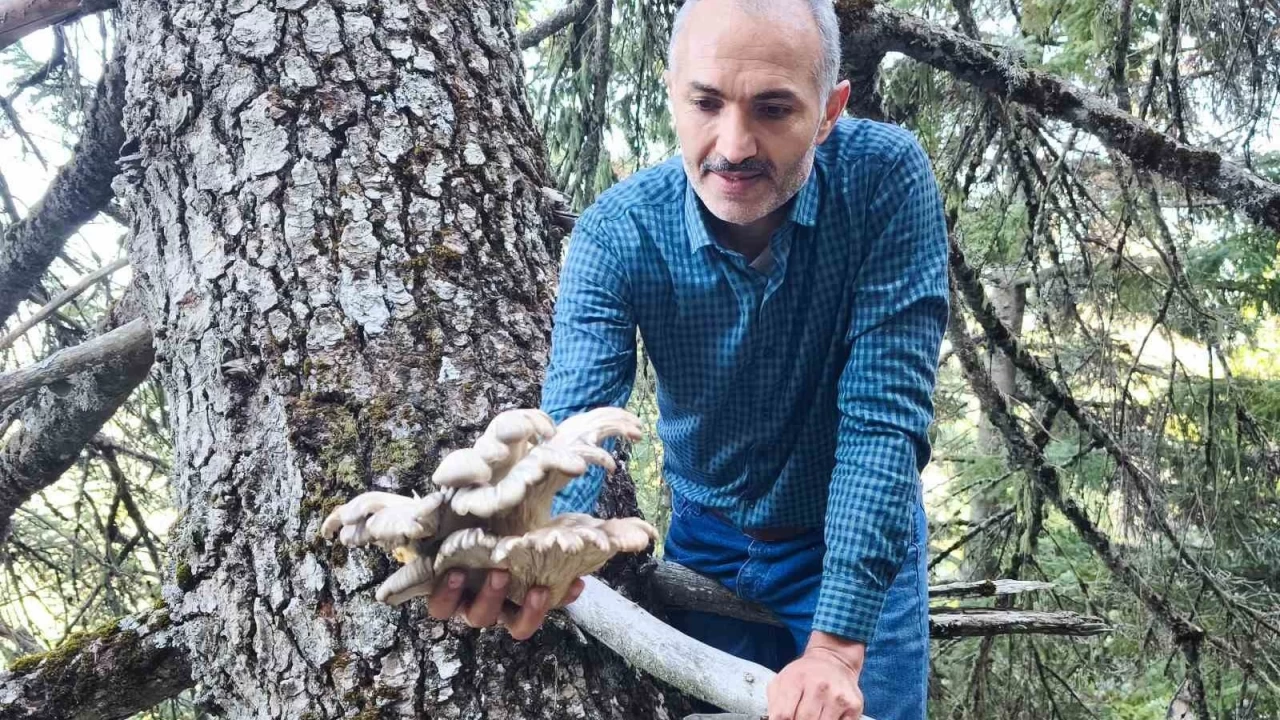 Mantar avclarnn aa tepelerinde tehlikeli av