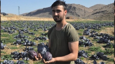 Mardin'de keçi gübresiyle karalahana yetiştirdiler